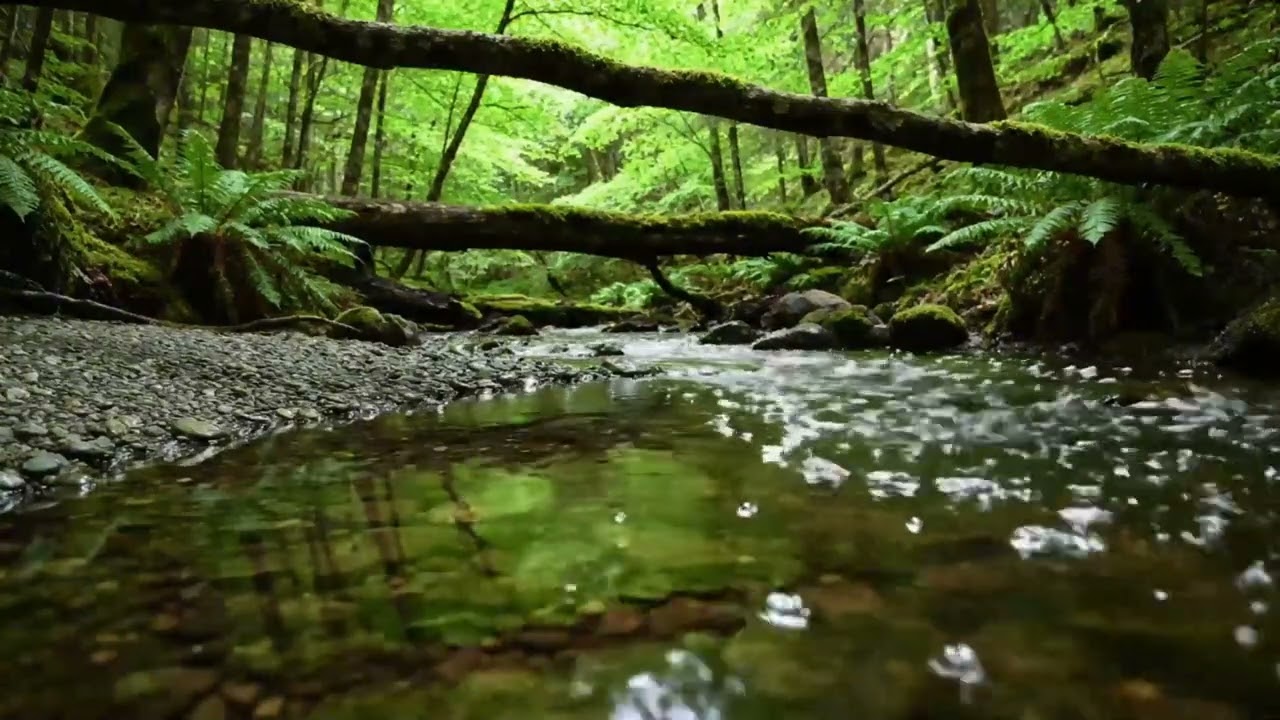 Forest River Sounds, Beautiful Birdsong, River And Birds For Stress Relief
