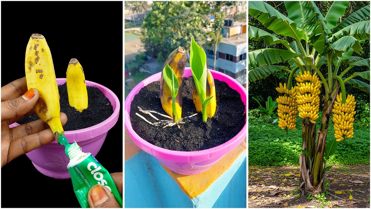Discover how to grow banana plant at home | Step-by-step tutorial