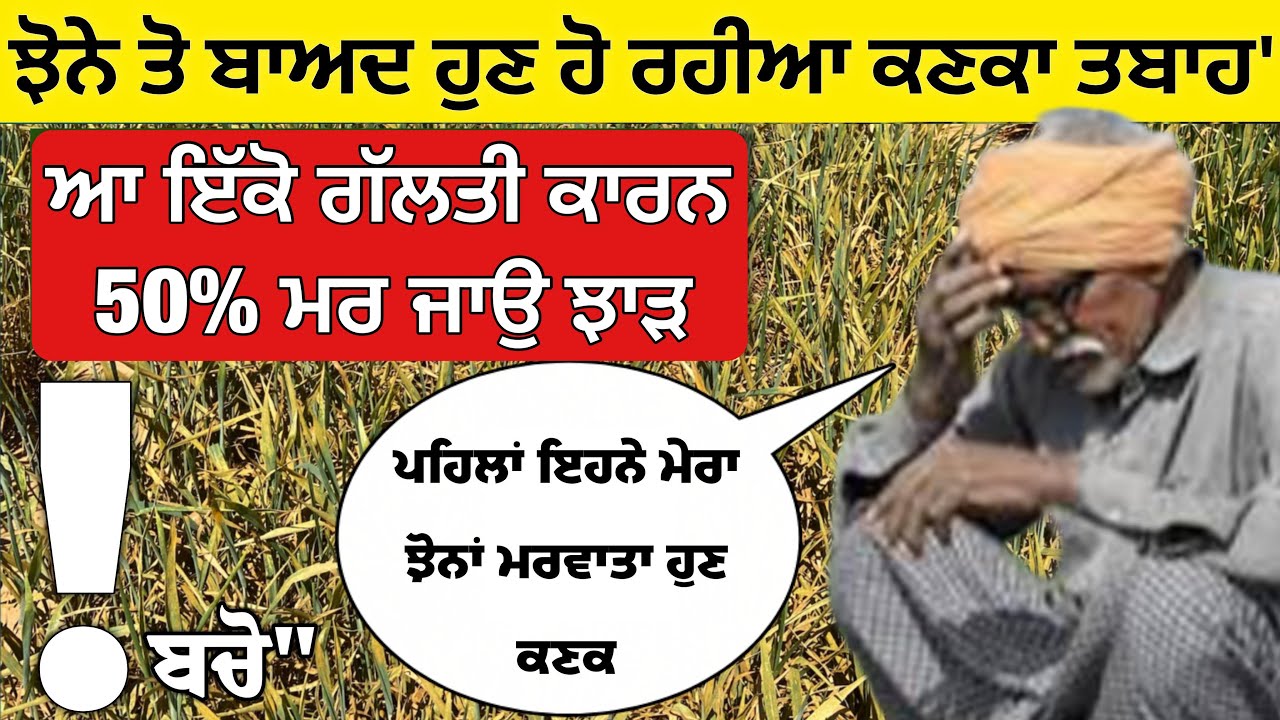 ਬੱਸ ਇਕੋ ਗੱਲਤੀ ਤੇ ਝਾੜ ਅੱਧਾ ਝੋਨੇ ਤੋਂ ਬਾਅਦ ਹੁਣ ਹੋ ਰਹੀਆਂ ਕਣਕਾਂ ਤਬਾਹ, ਨਹੀ ਯਕੀਨ ਤਾ ਦੇਖਲੋ 