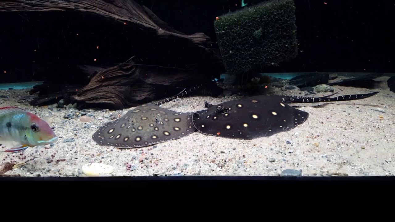 Potamotrygon motoro X leopoldi, Petenia splendida