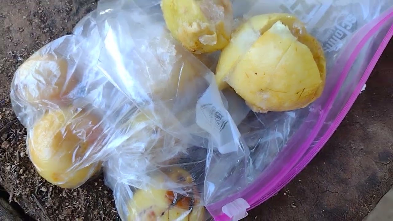 Fruity Mexican Style Hot Punch (Ponche) Traditional Ingredients (Guava Fruit/Tree vid 2)