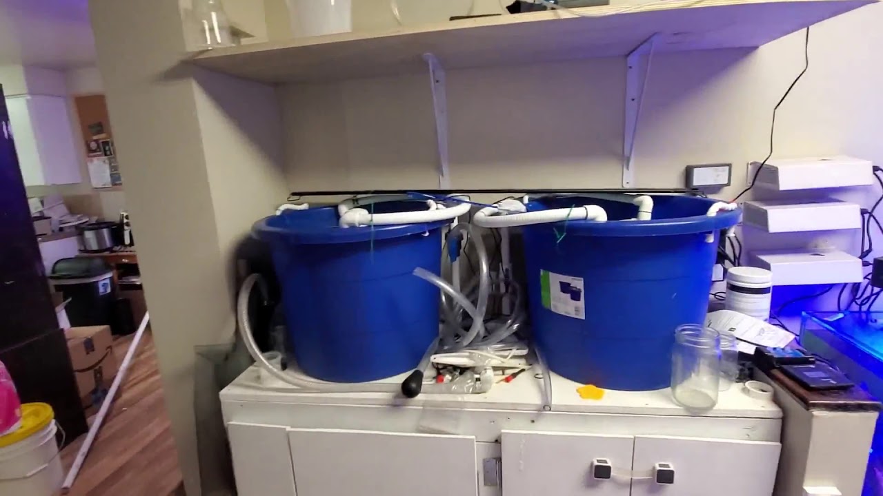 Seahorse fry setup part 1