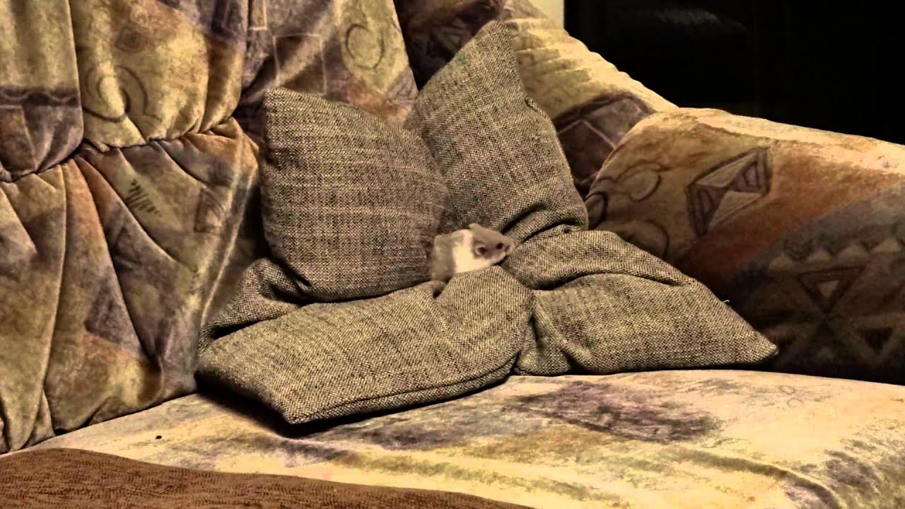 PIIBZ COUCH