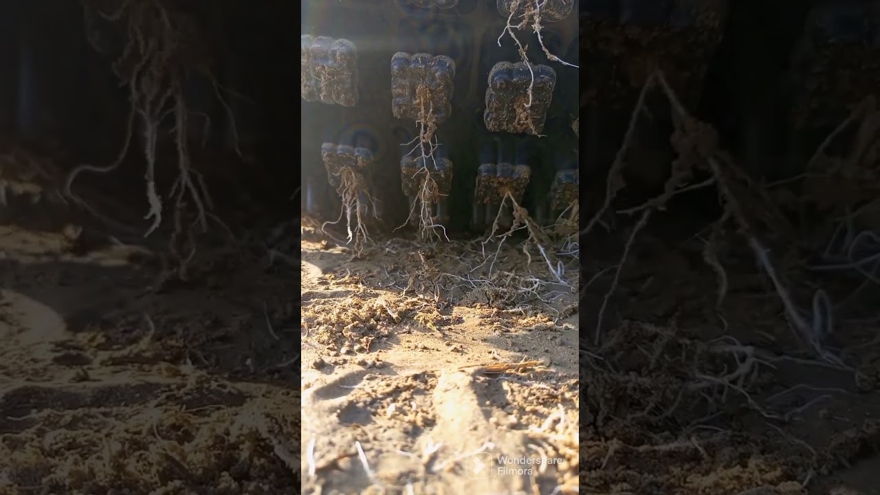 Cucumber nursery #shortsvideo #viral #trending #farming #krishi #agriculture #kheti #nursery