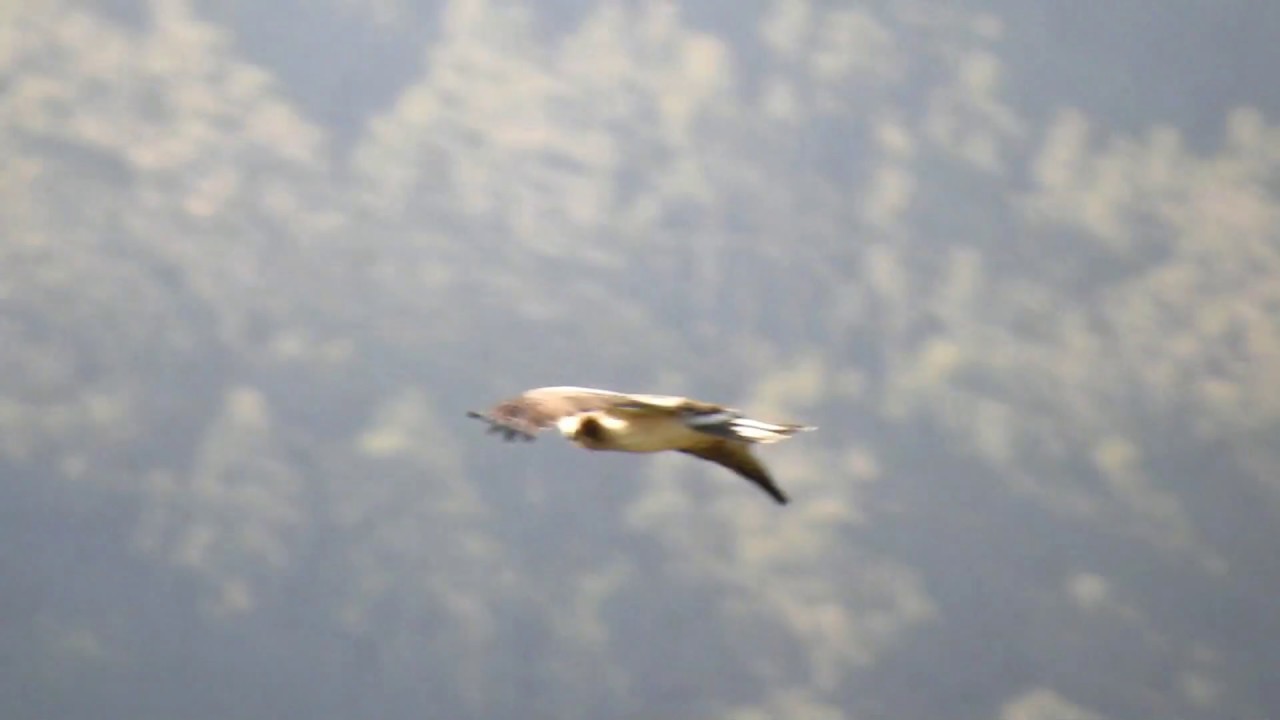 Águila calzada. Galicia