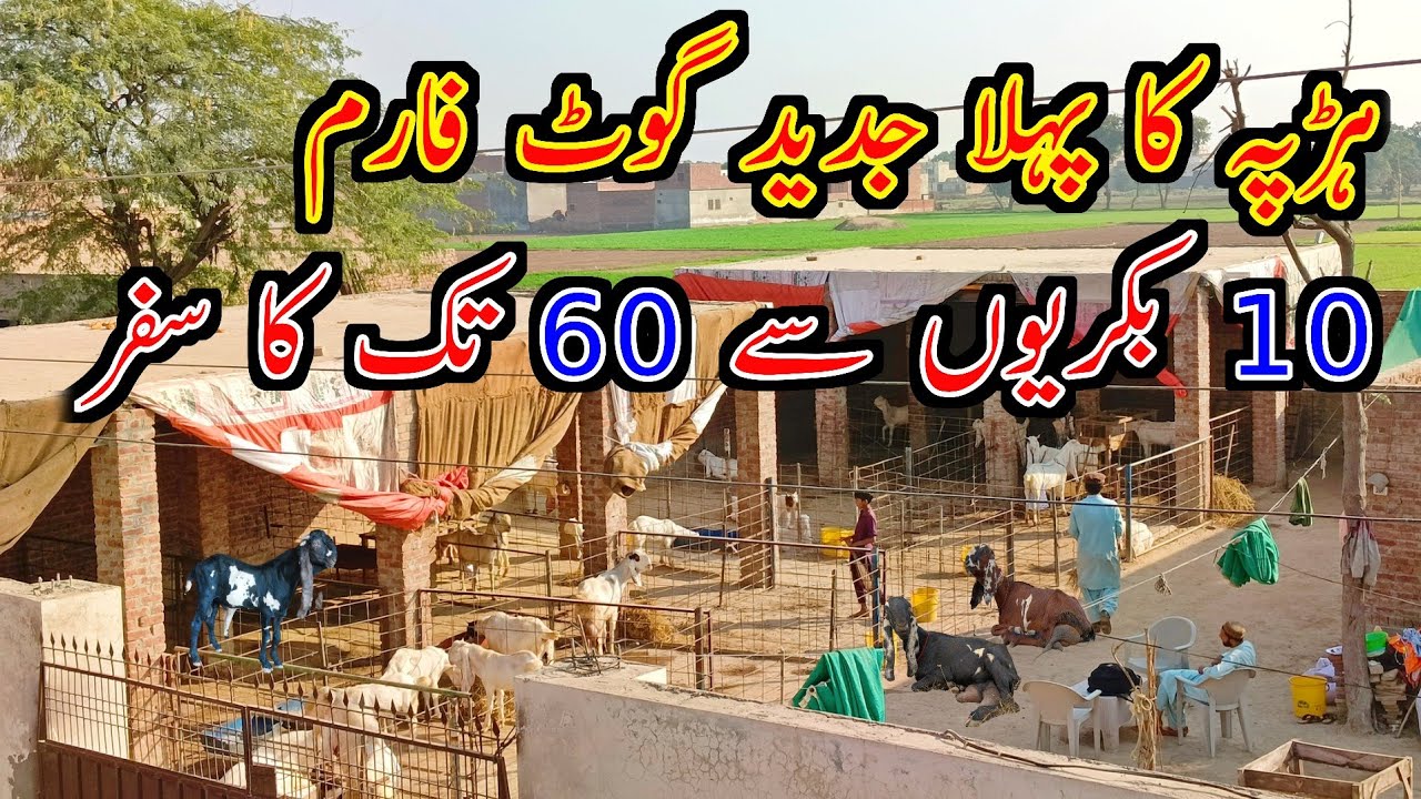 Visit To A Moderan Goat Farm In Harappa || Goat Farming Business In Pakistan