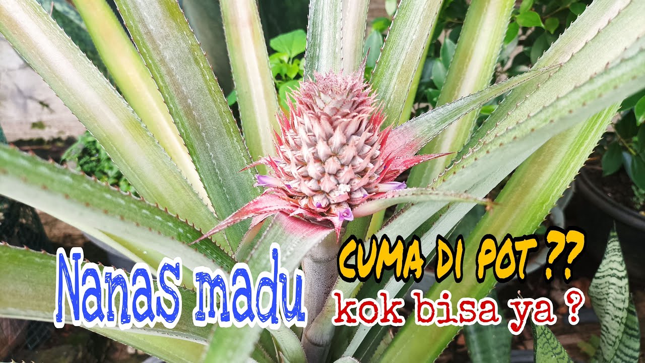 Tabulampot Nanas Madu || Cara Menanam Nanas Agar Cepat Berbuah