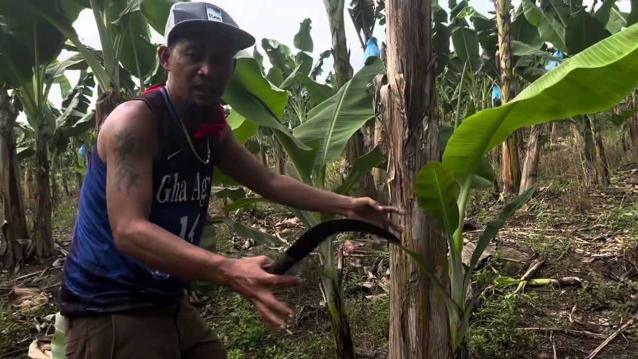 Bakit ginagawa to? #bananaplantation 