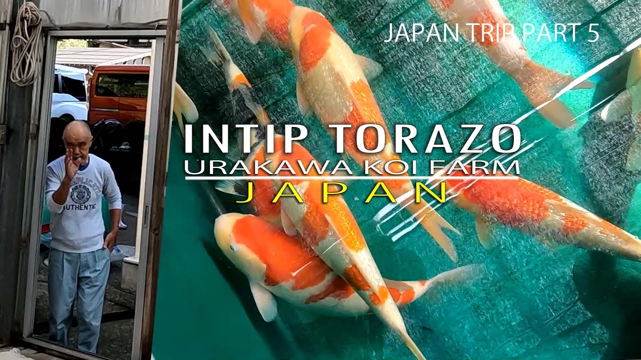 NGILER KALAU LIHAT IKAN KOI SEPERTI INI DI TORAZO URAKAWA KOI FARM JEPANG