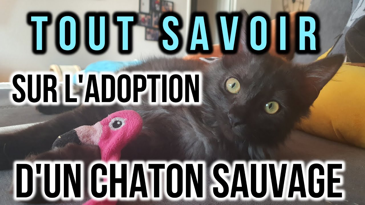 ◄ TOUT SAVOIR SUR L'ADOPTION D'UN CHATON SAUVAGE ►