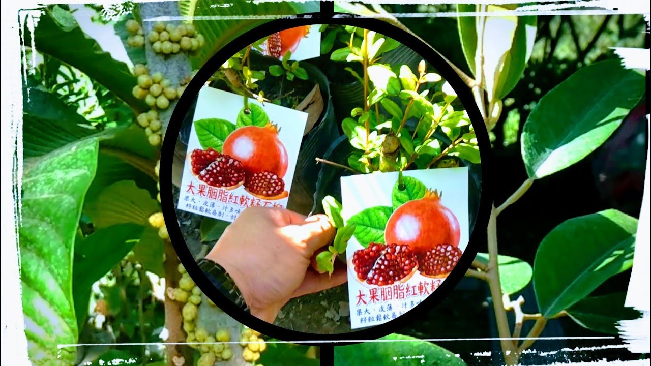 「田尾公路花園」到底賣些甚麼果樹植栽？2021年12月04日