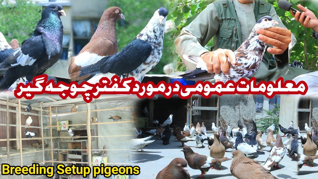 کفتر های چوچه گیر | Breeding pigeons | how to breed pigeon | pairing rare colour pigeons | Kabootar