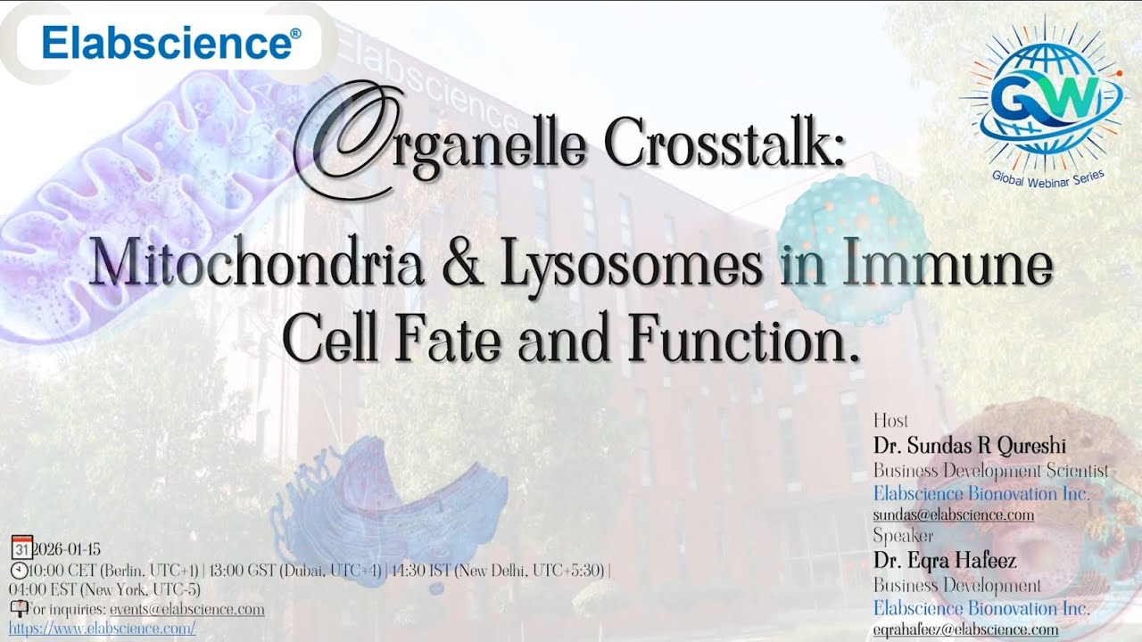 Organelle Crosstalk: Mitochondria & Lysosomes in Immune Cell Fate and Function
