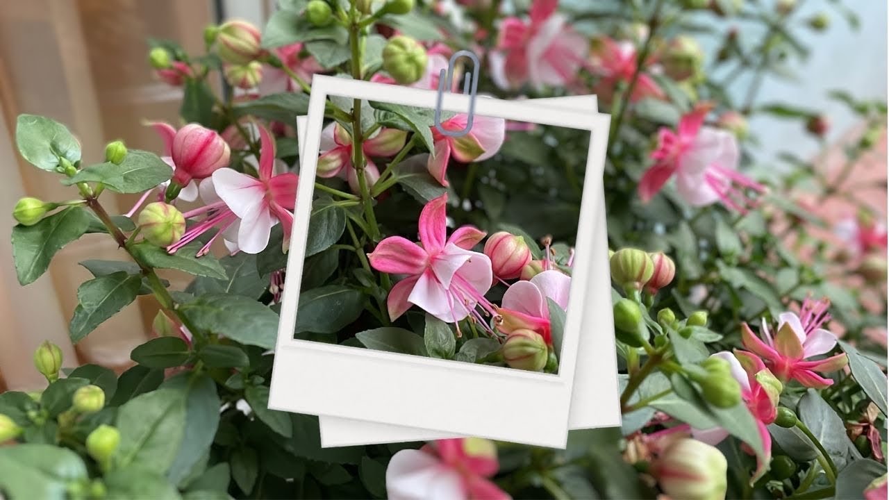 Hummingbird Magnet and Shade Tolerant Bloomer?
