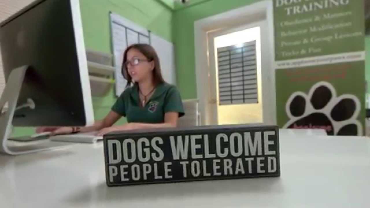South Florida's Favorite Dog Trainers
