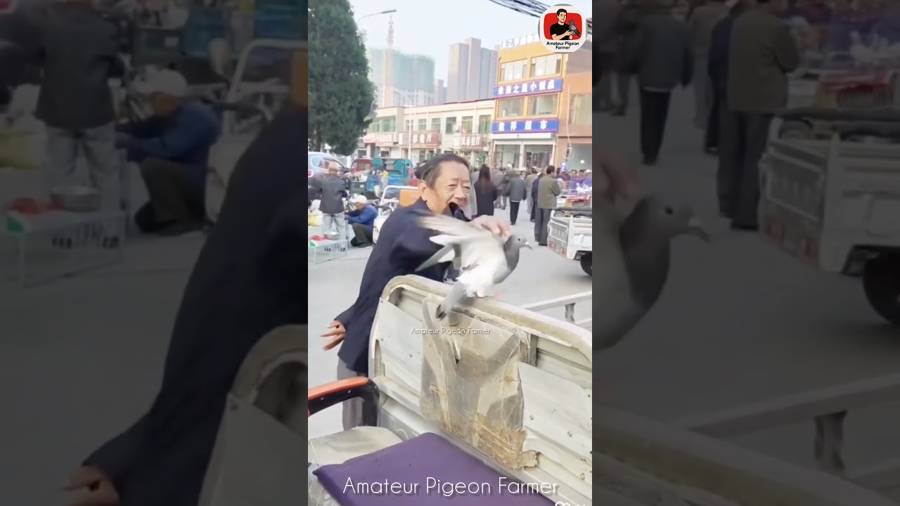 How to catch pigeons if they escape in the market #pigeon