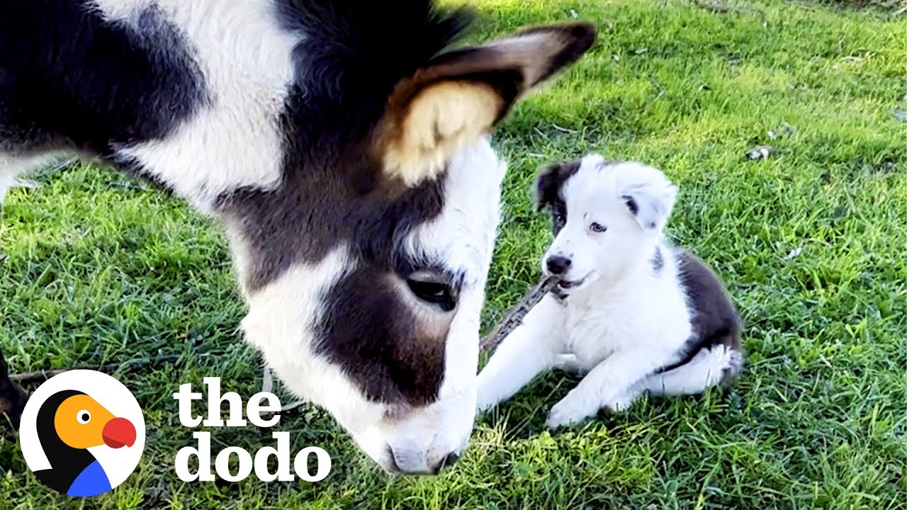 Mini Donkey Is Total Chaos And Her Puppy Friend Loves It | The Dodo Odd Couples