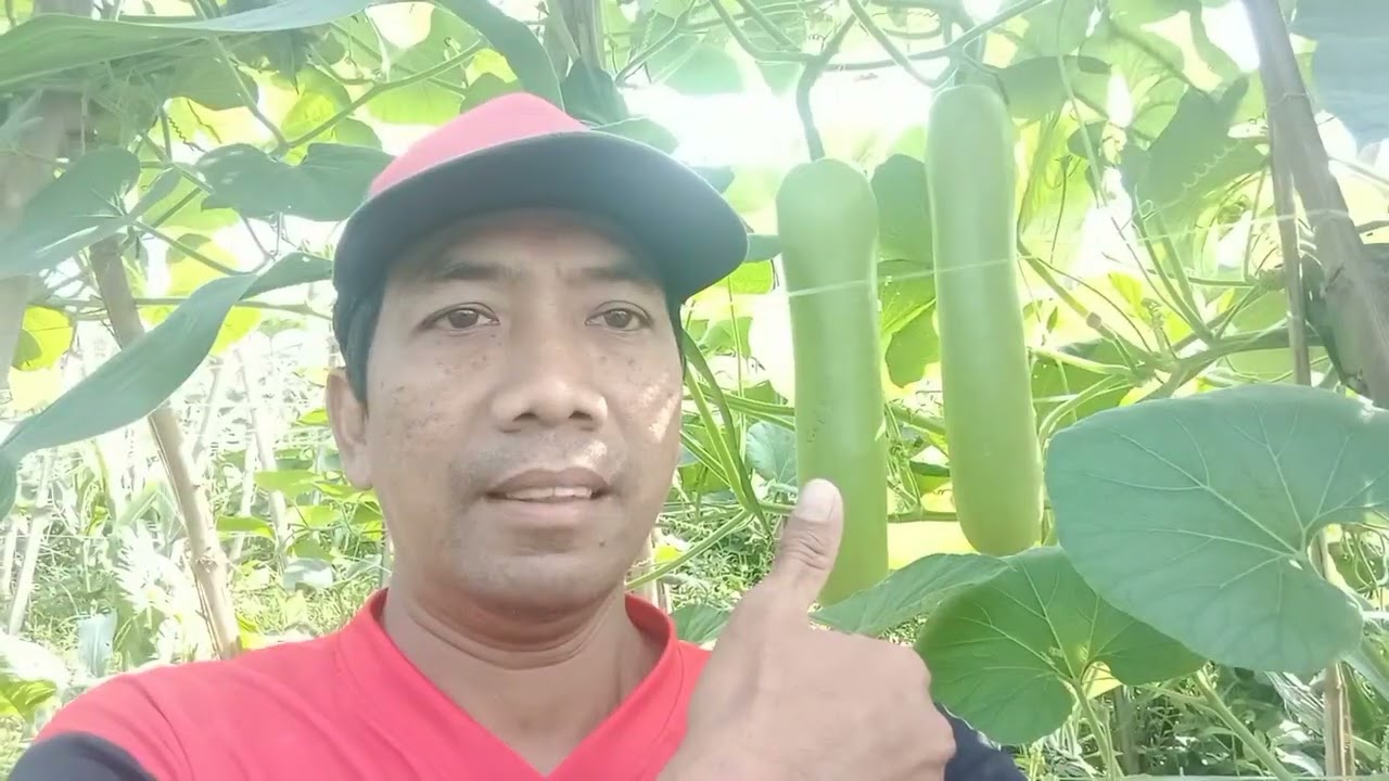 budidaya blonceng