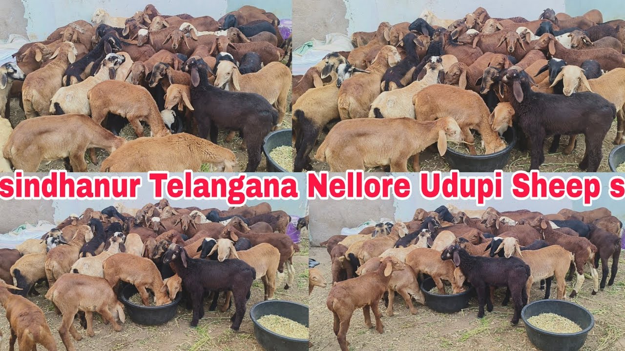 A1 quality ke sheep s hai sindhanur Telangana Nellore Udupi ka bade lot hai available in Hyderabad 