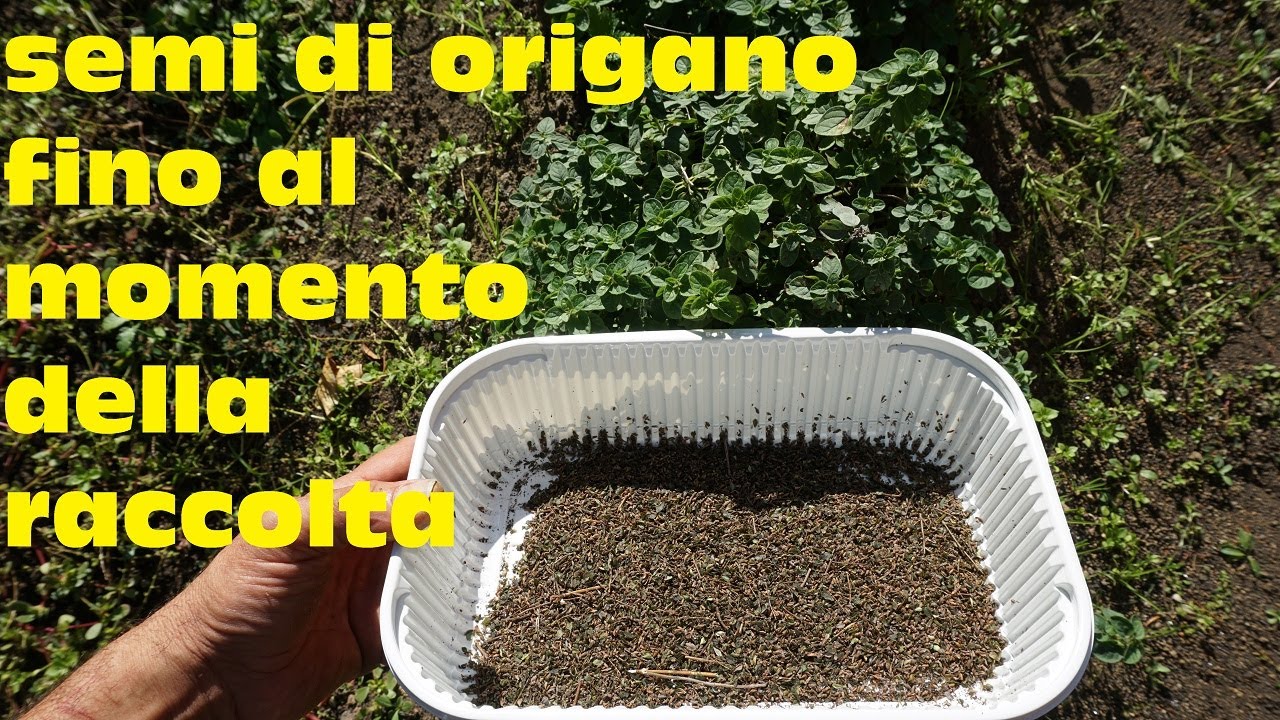 Come e quando raccogliere i semi di origano  #how to collect oregano seeds #