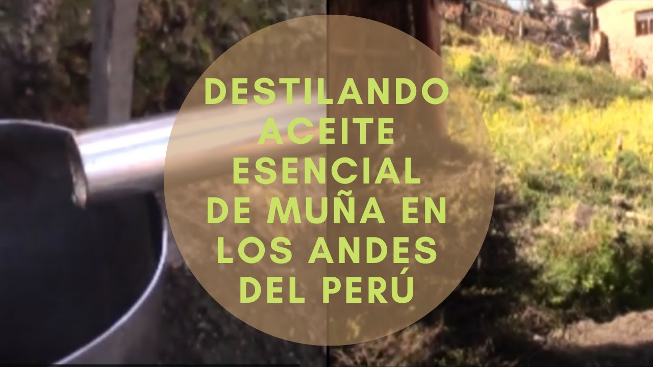 DESTILANDO ACEITE ESENCIAL DE MUÑA EN LOS ANDES DEL PERÚ