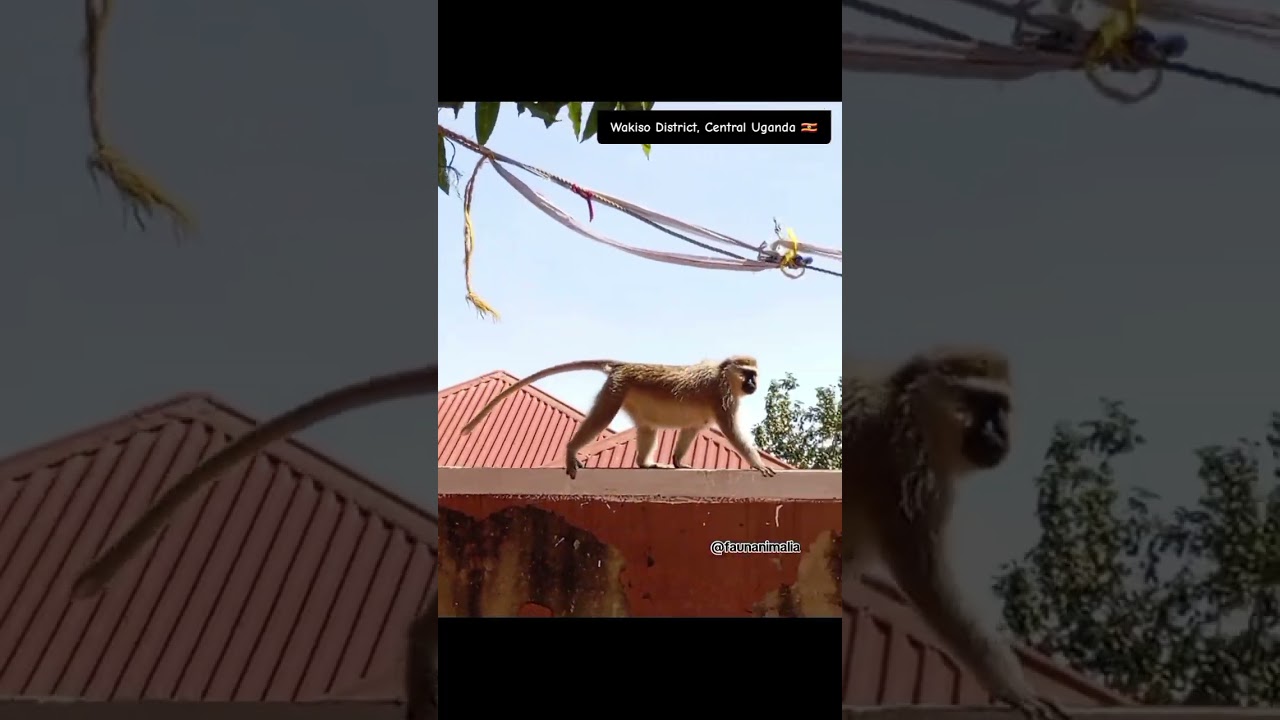 🐒🐵 Wildlife tending to domestic? #monkeybusiness #domestic #wildlife #fauna #Africa #monkey