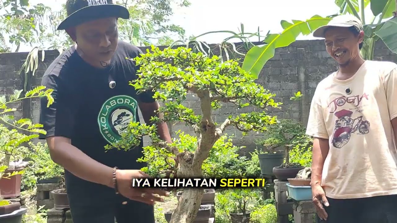 🎯 &ldquo;Berburu Bonsai di Galeri Bintang Bonsai Pak Kamim, Harga Ramah di Kantong!&rdquo;#bonsai#reviewbonsai#