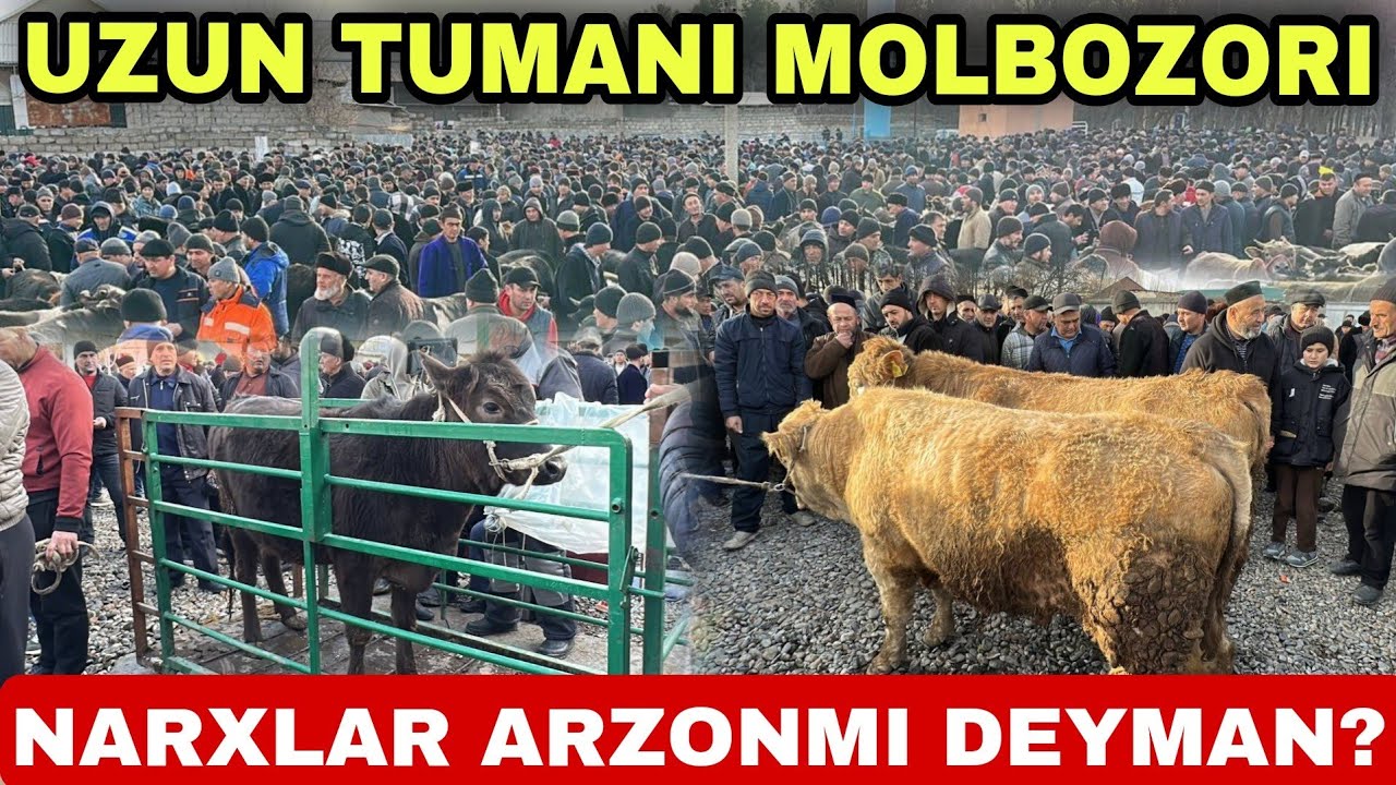 SURXONDARYO UZUN TUMANI MOLBOZORI BOQMA VA KICHIK BUQALAR NARXLARI 