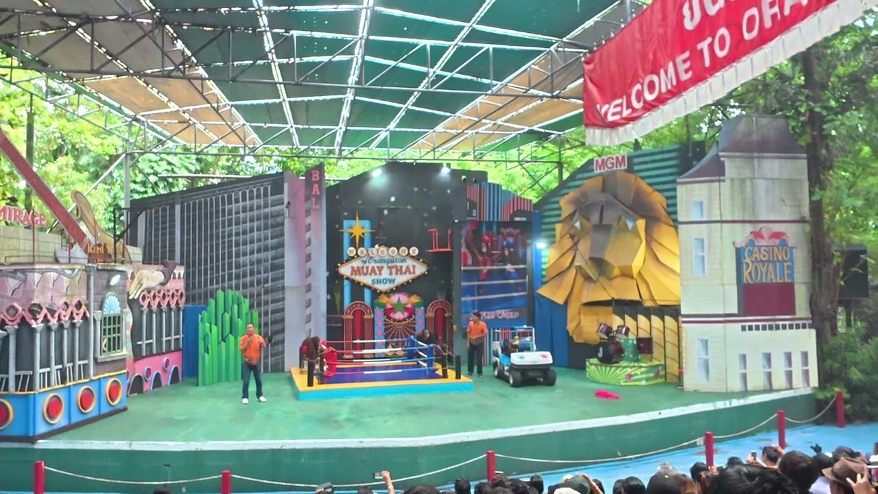 ORANGUTAN BOXING SHOW