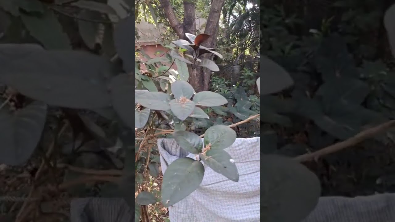 Bhagyashri Kulkarni Yeotekar is live असे आहे माझं घर !