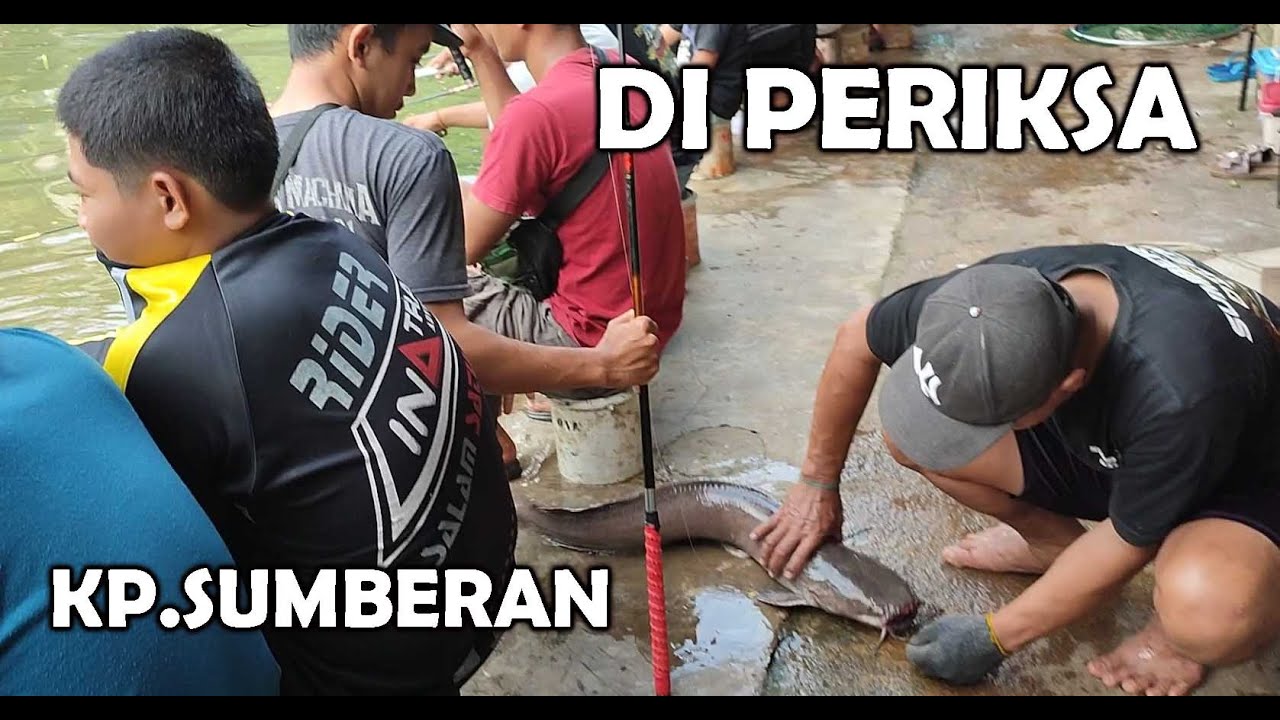 ikan di periksa ketika kepancing di kolam sumberan, dilem - kepanjen