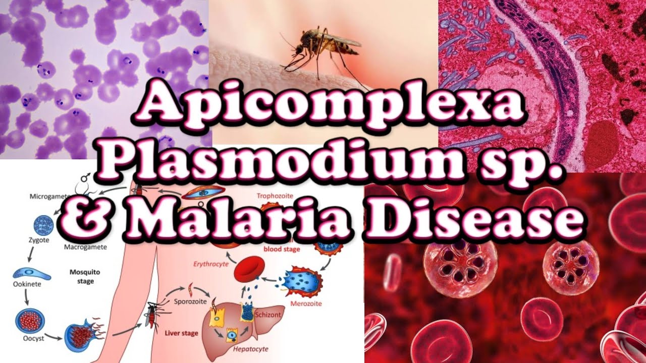 Plasmodium & Malaria disease - Lifecycle • Parasitology | طفيل البلازموديوم ومرض الملاريا