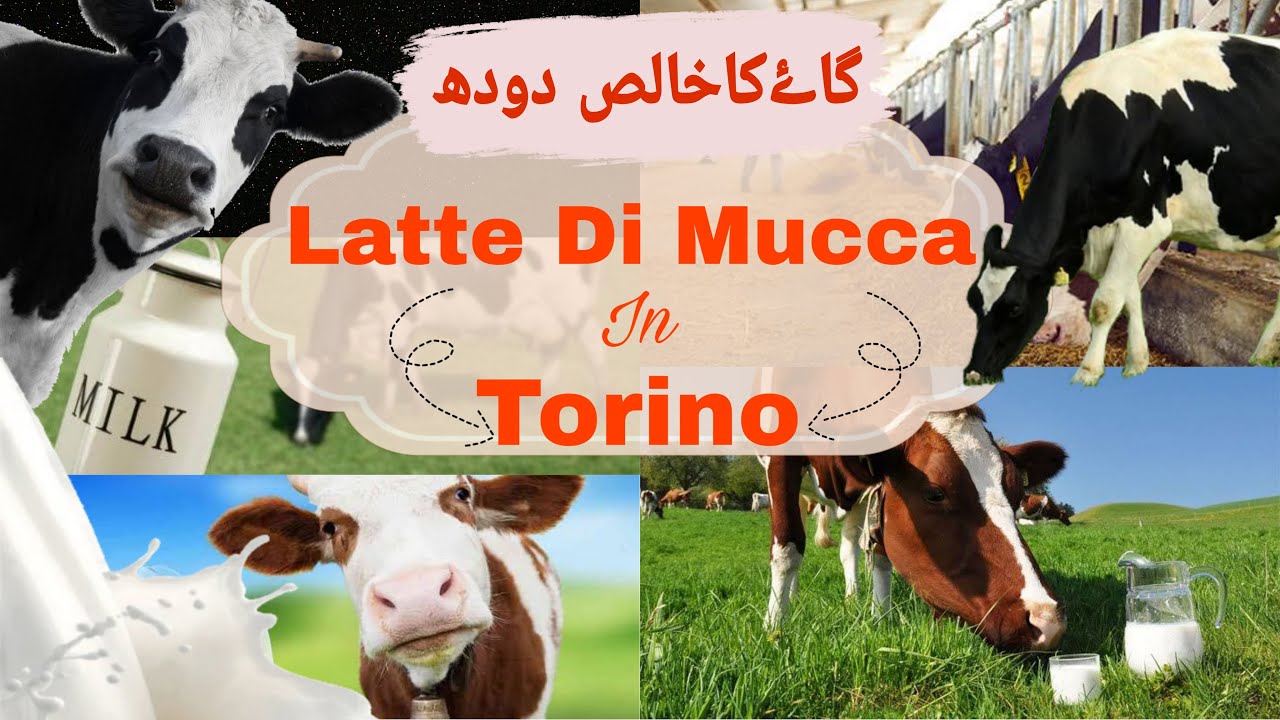 Raw milk vending machine|Farm shop|Torino,Italy
