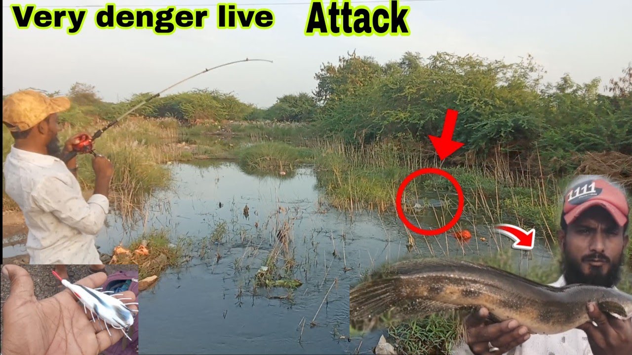 Live attack snake head fish froglure || back to back fishing videos #maralfishing #snakeheadfish 