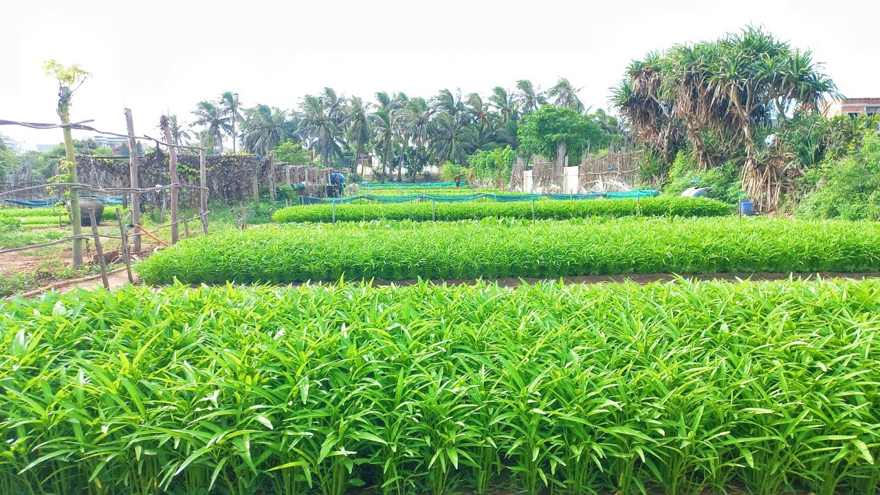 Ra Vườn Rau Xanh Tại Quê Nhà,