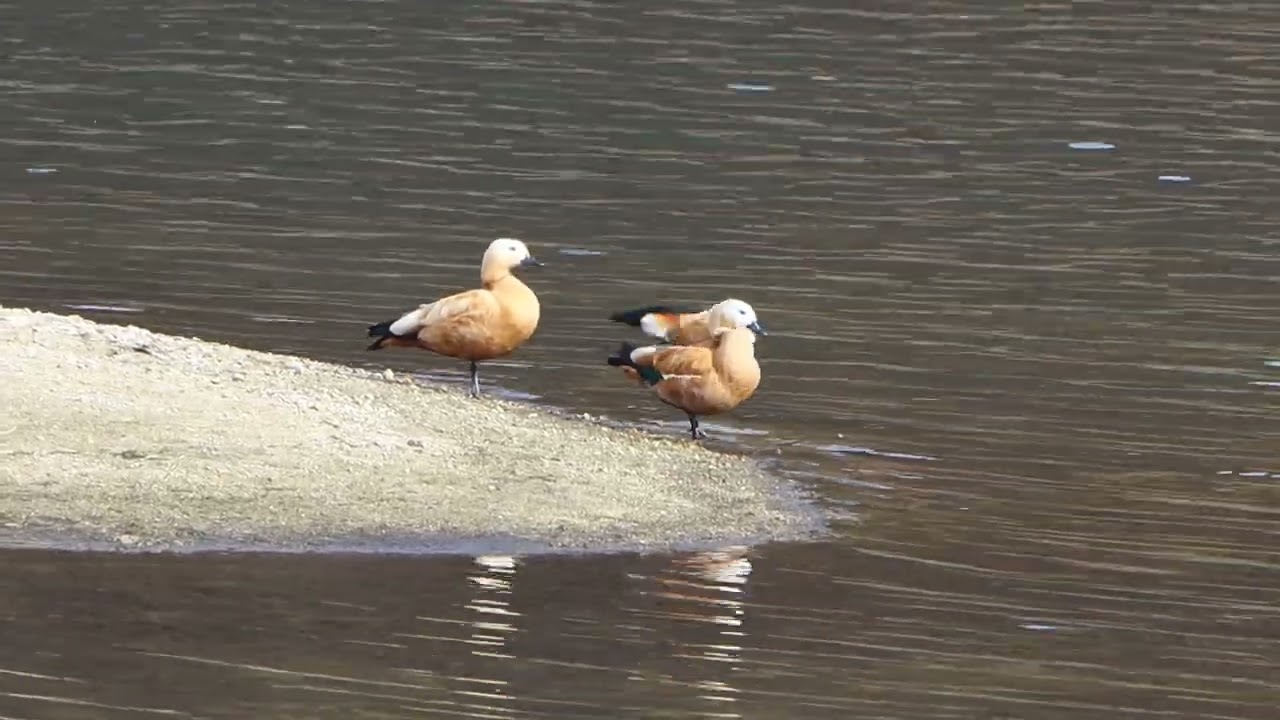선명한 주황색 [황오리(Ruddy Shelduck)]