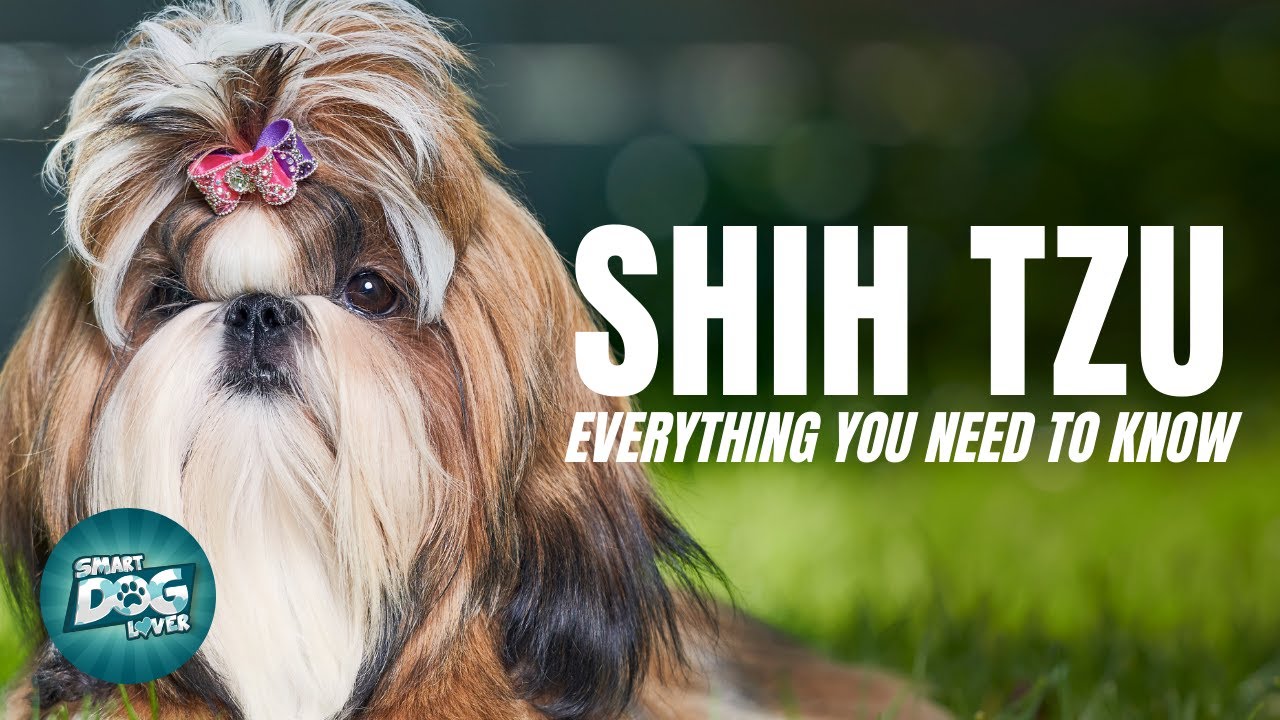 Shih Tzu Dog Breed Guide | Dogs 101 - Shih Tzu
