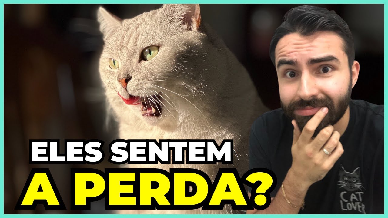 Os Gatos Ficam De Luto Quando Perdem Um Amigo Felino?