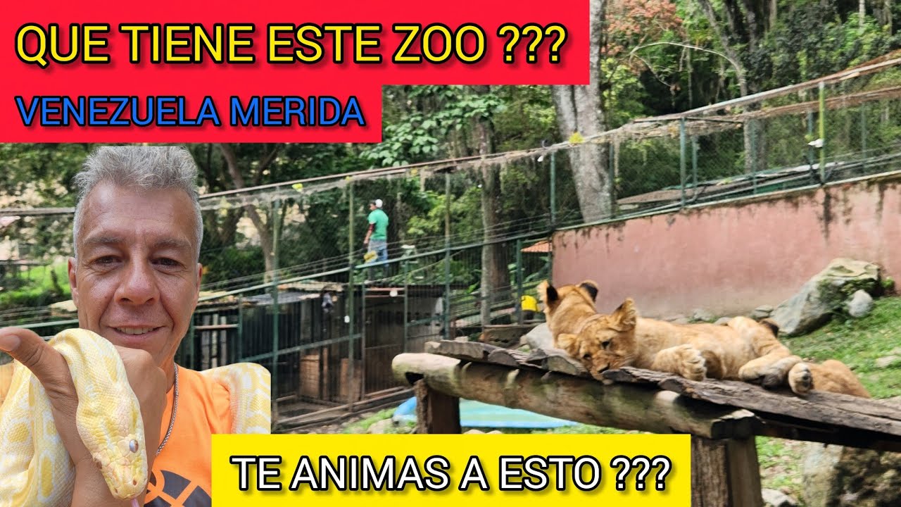 😳 Sorpresa en el Zoologico de Venezuela Nacien 3 Leones esto en Merida