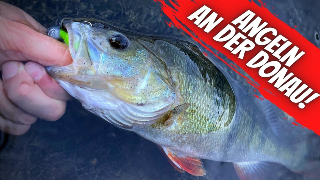 Spinnfischen an der Donau - Harter Drill mit ungewöhnlichem 