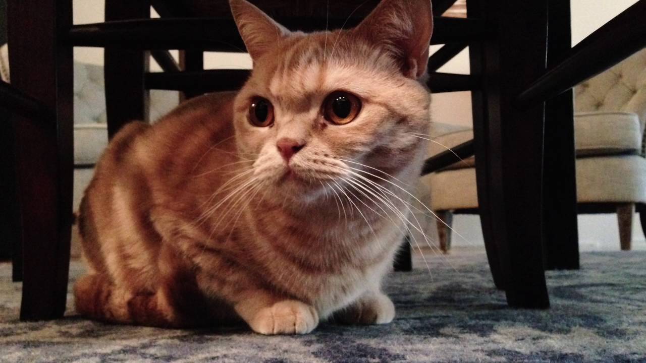 Secret Lives of New York Cats