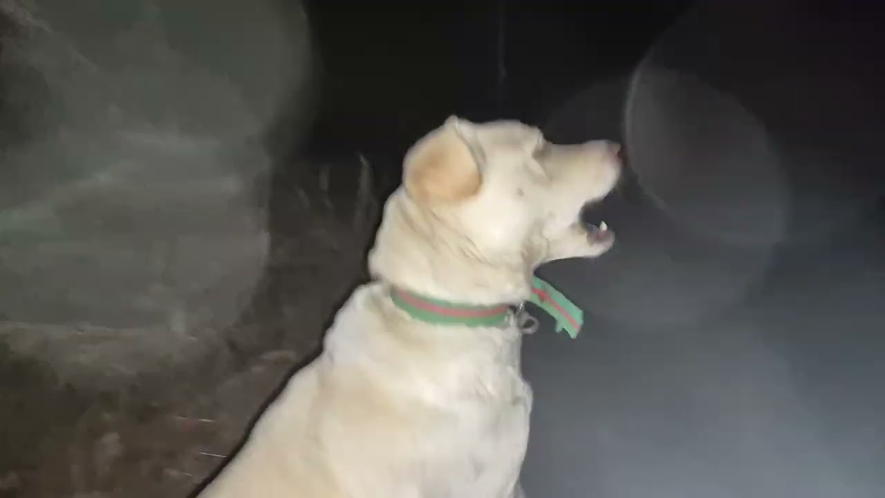 흰자와 른자와의 산책:흰자는 어디가고?