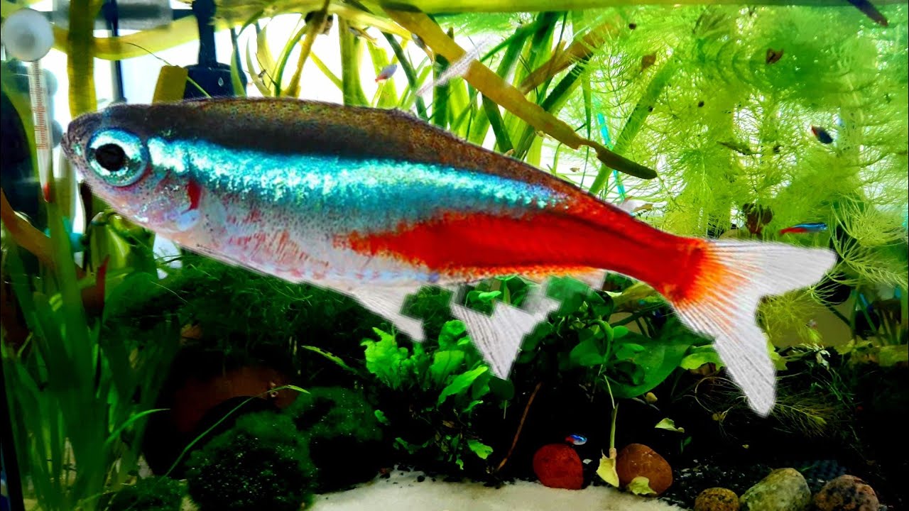 Neony Innesa wiedza w pigułce. Zapraszam na film.