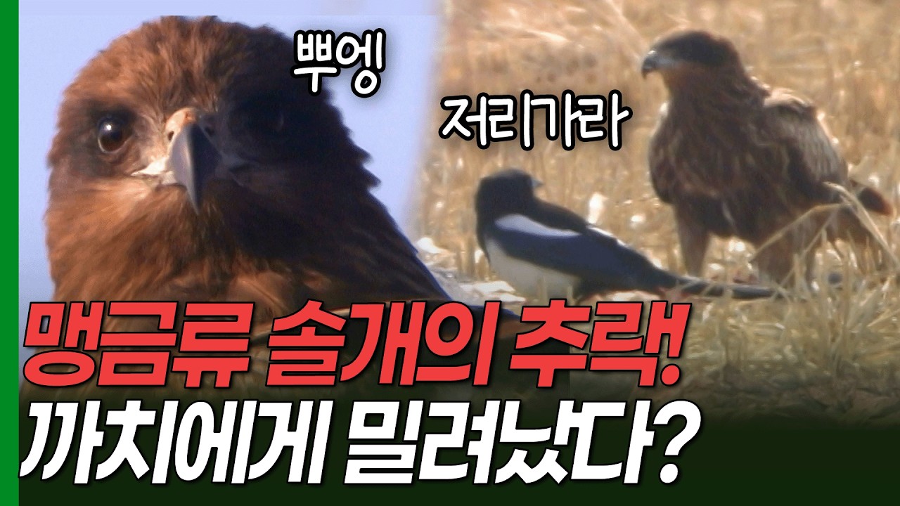 육지 맹금류의 추락! 솔개가 갈매기, 까치에게 밀리게 된 이유는? [환경스페셜- 솔개 ] / KBS 20040218 방송