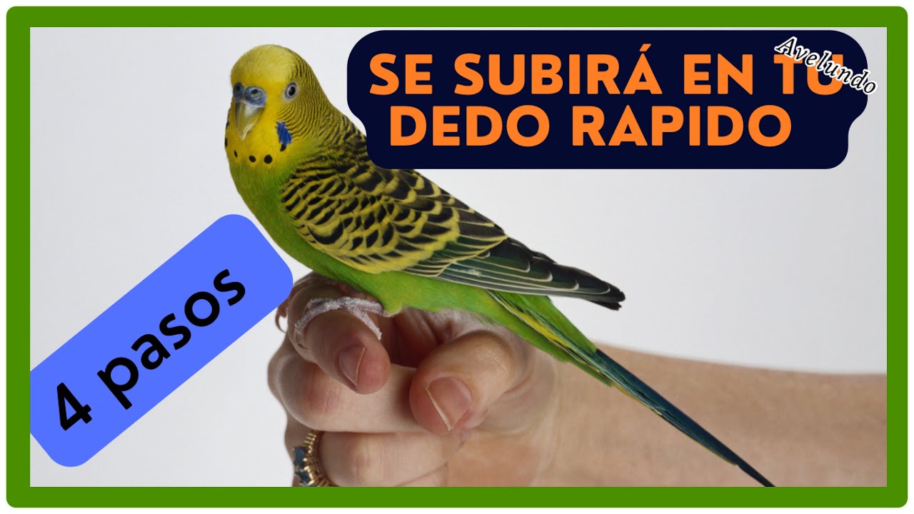 Como hacer que mi periquito se suba en mi dedo