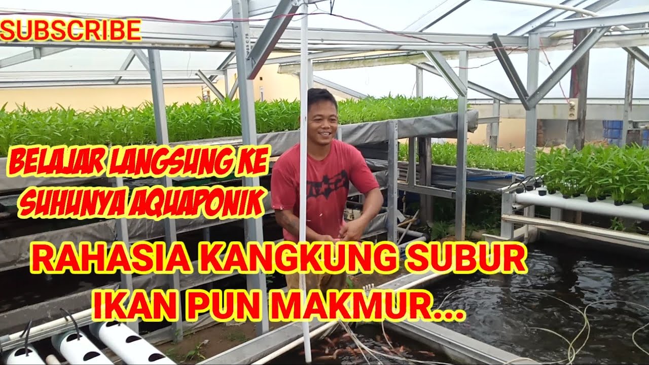 RUTINITAS WAJIB PEMBUDIDAYA AQUAPONIK