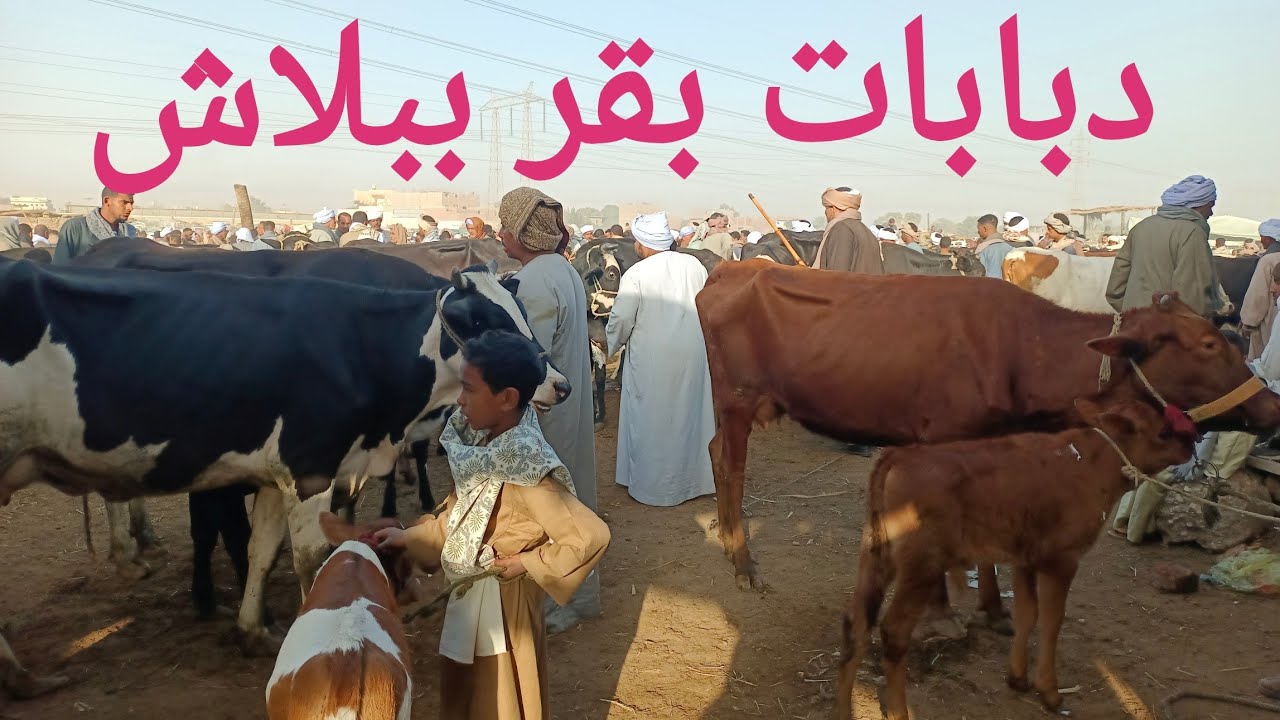 أجمل اسعار للبقر الوالد والعشر والحلاب بسوق السبت اليوم ٧/ ٢/ ٢٠٢٦م