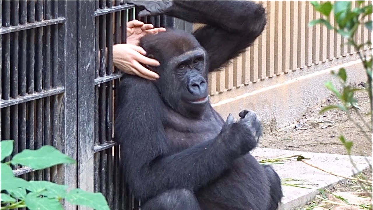 (2019/10)弟よりも甘えん坊の兄？⭐️ゴリラ【京都市動物園】Gorilla Gentaro is spoiled child？