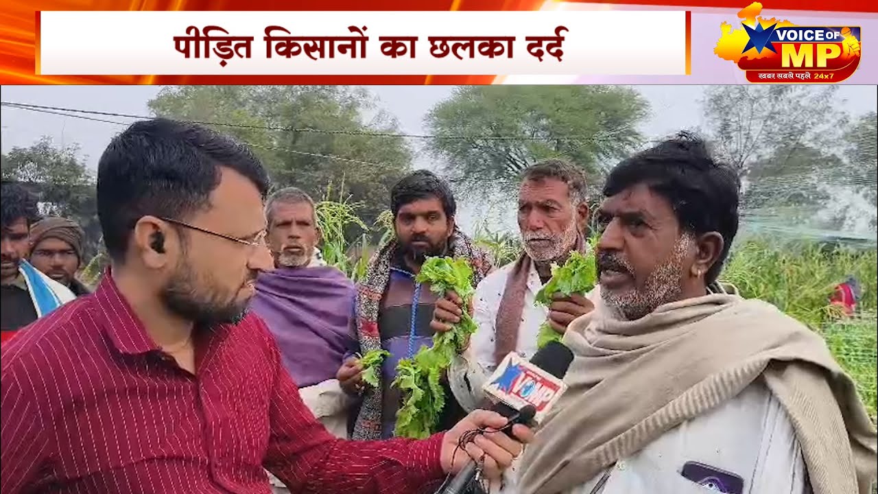जिले में बेमौसम बारिश-ओलावृष्टि का कहर, VOMP की टीम मौके पर, कैमरे के सामने छलका किसानो का दर्द