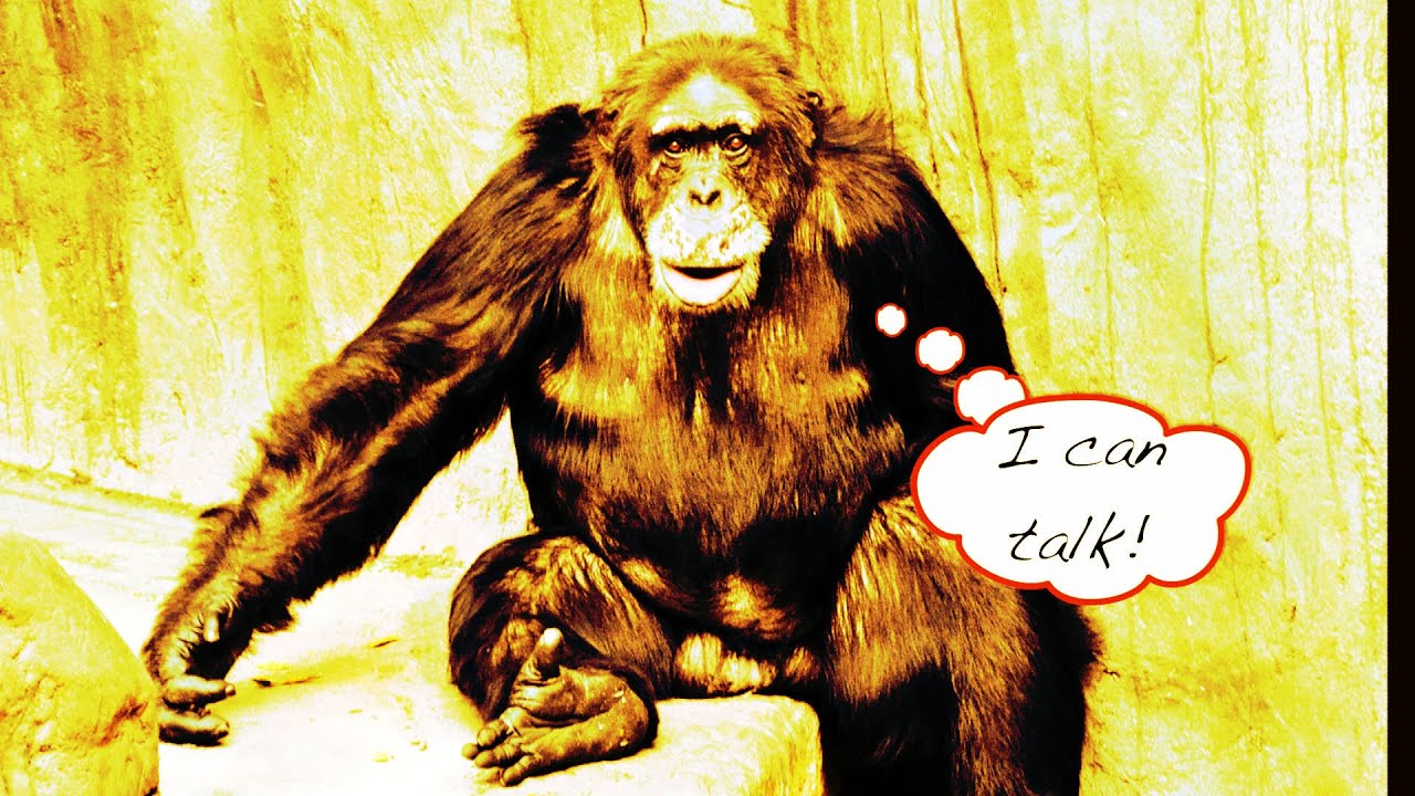 Chimps = Humans?